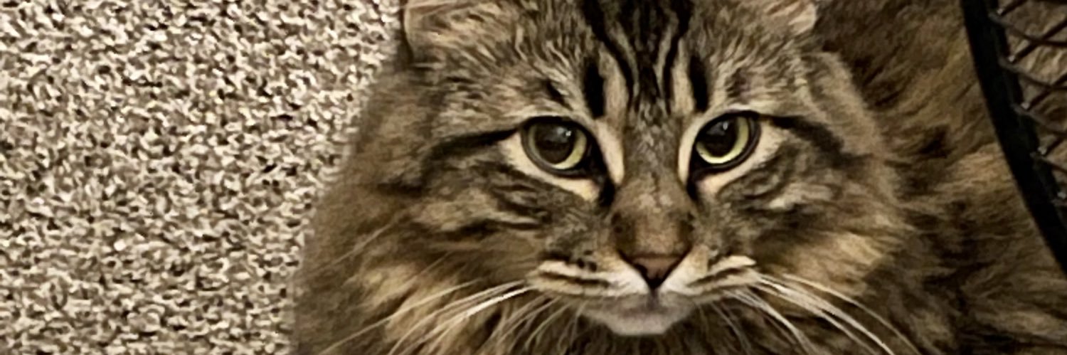 maanjg's profile banner image