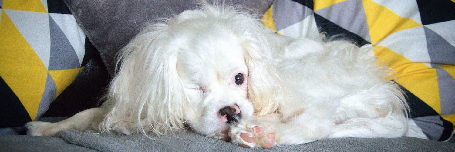 Ellie_Snoopy's profile banner image