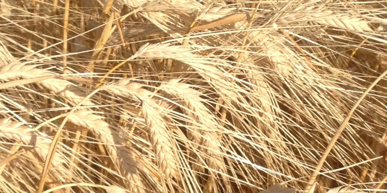 DoreenLightner's profile banner image