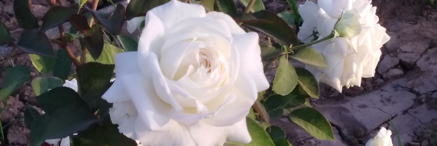 sweetdo3a's profile banner image