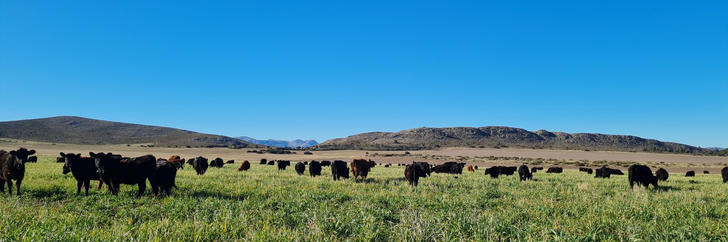 Paolo Ferace 🐮🌽🌾🚜 banner