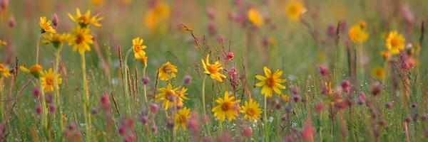 BeckmannChrista Profile Banner