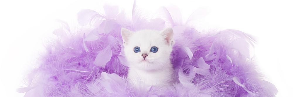 purple_rey's profile banner image