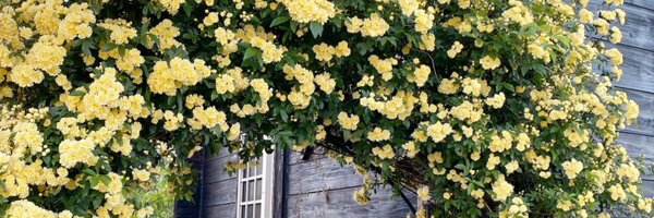 P_C_LEON Profile Banner