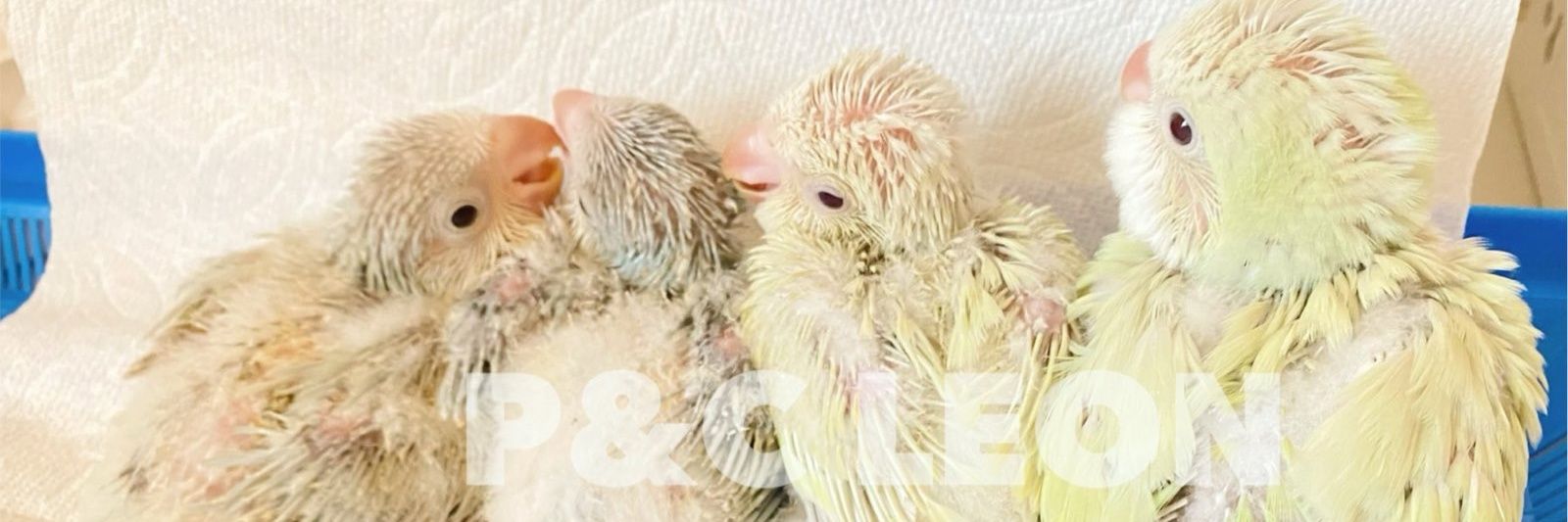 P&C LEON 小鳥専門店 banner