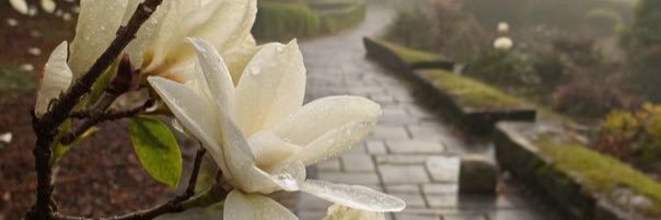 𝑅𝑜𝑎𝑎. banner