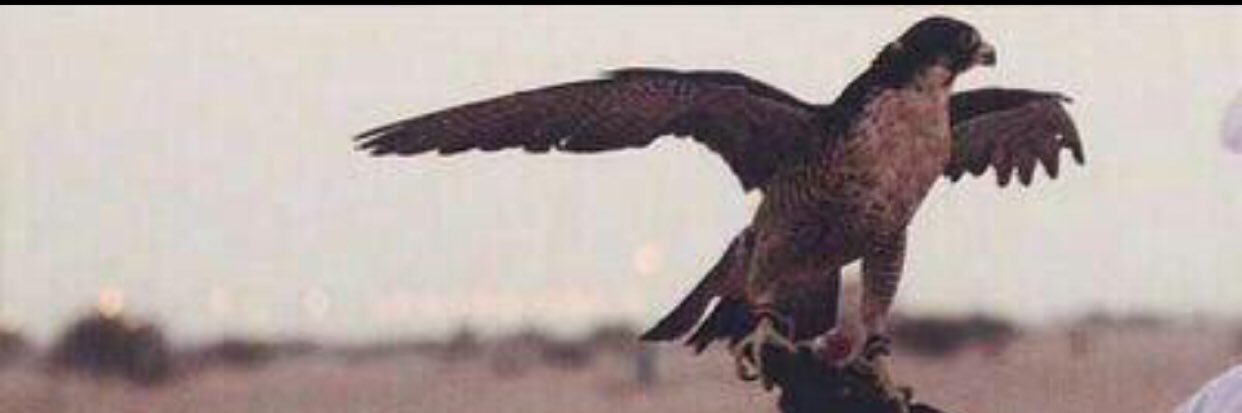 ابوخالد ، غريب الدار ..☕️🇰🇼 🇸🇦🌹 banner