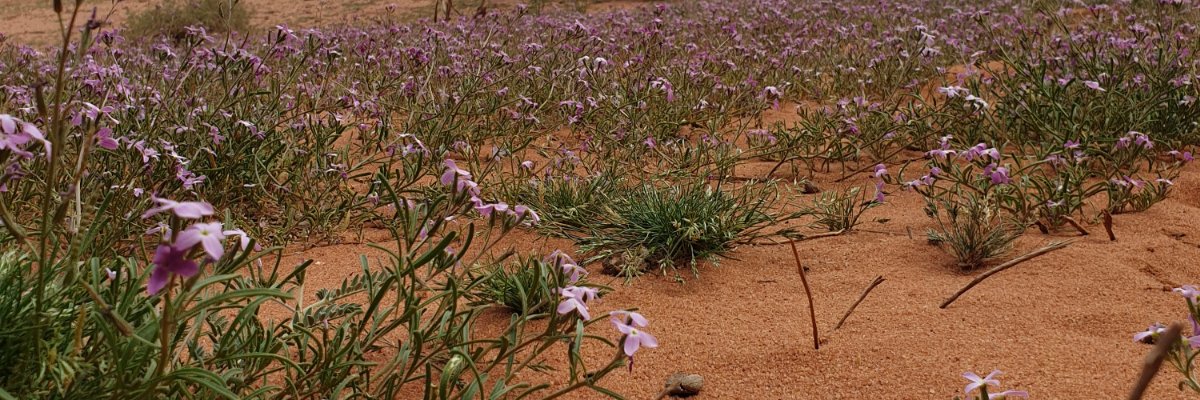 alrobayli's profile banner image