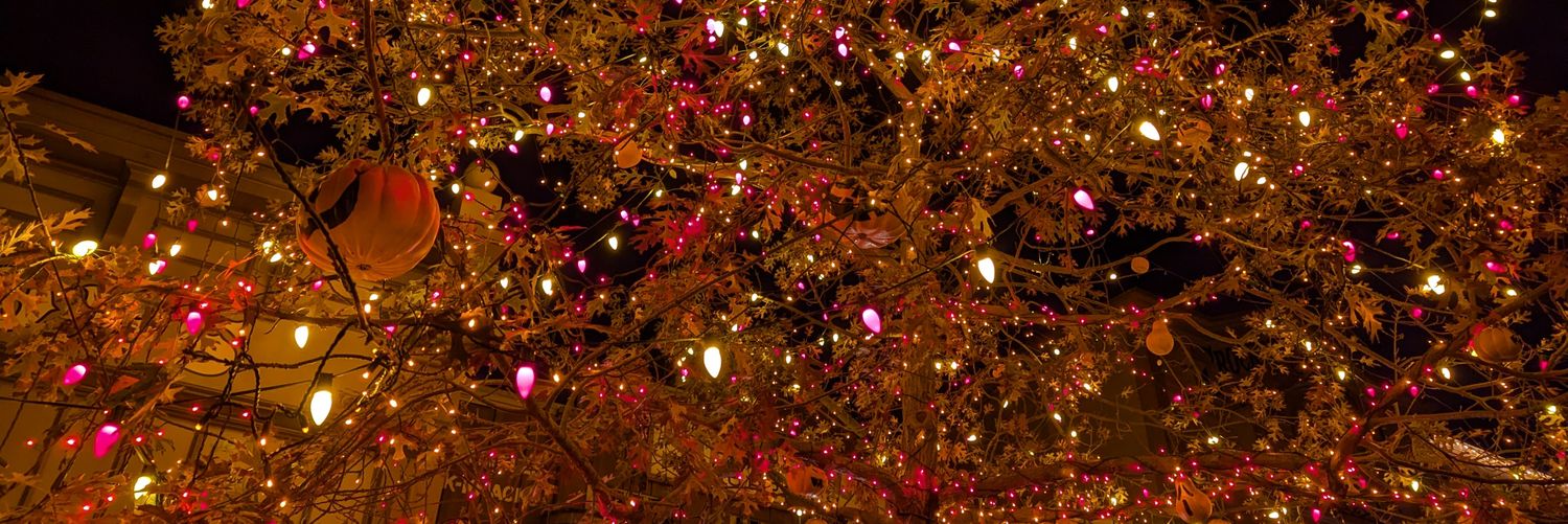 Bethany Hulse 🦇 Lashes banner