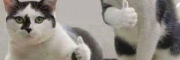 DinaNovPer's profile banner image
