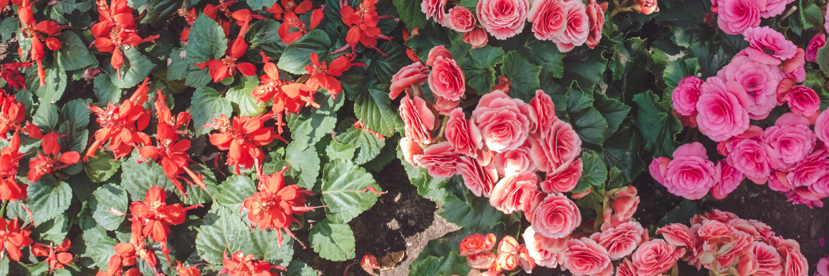 cassmassardi's profile banner image