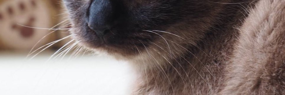 fl24pi's profile banner image