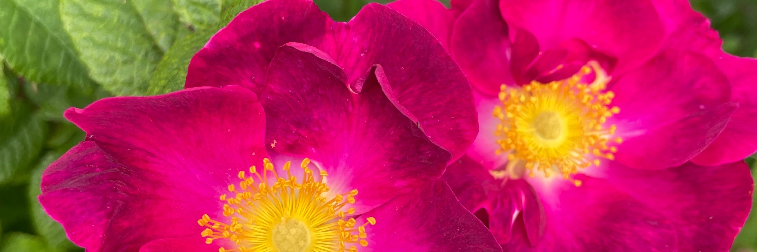 sallypatricknz banner