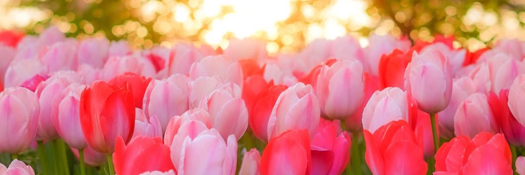 𝘺𝘶𝘳𝘶 banner