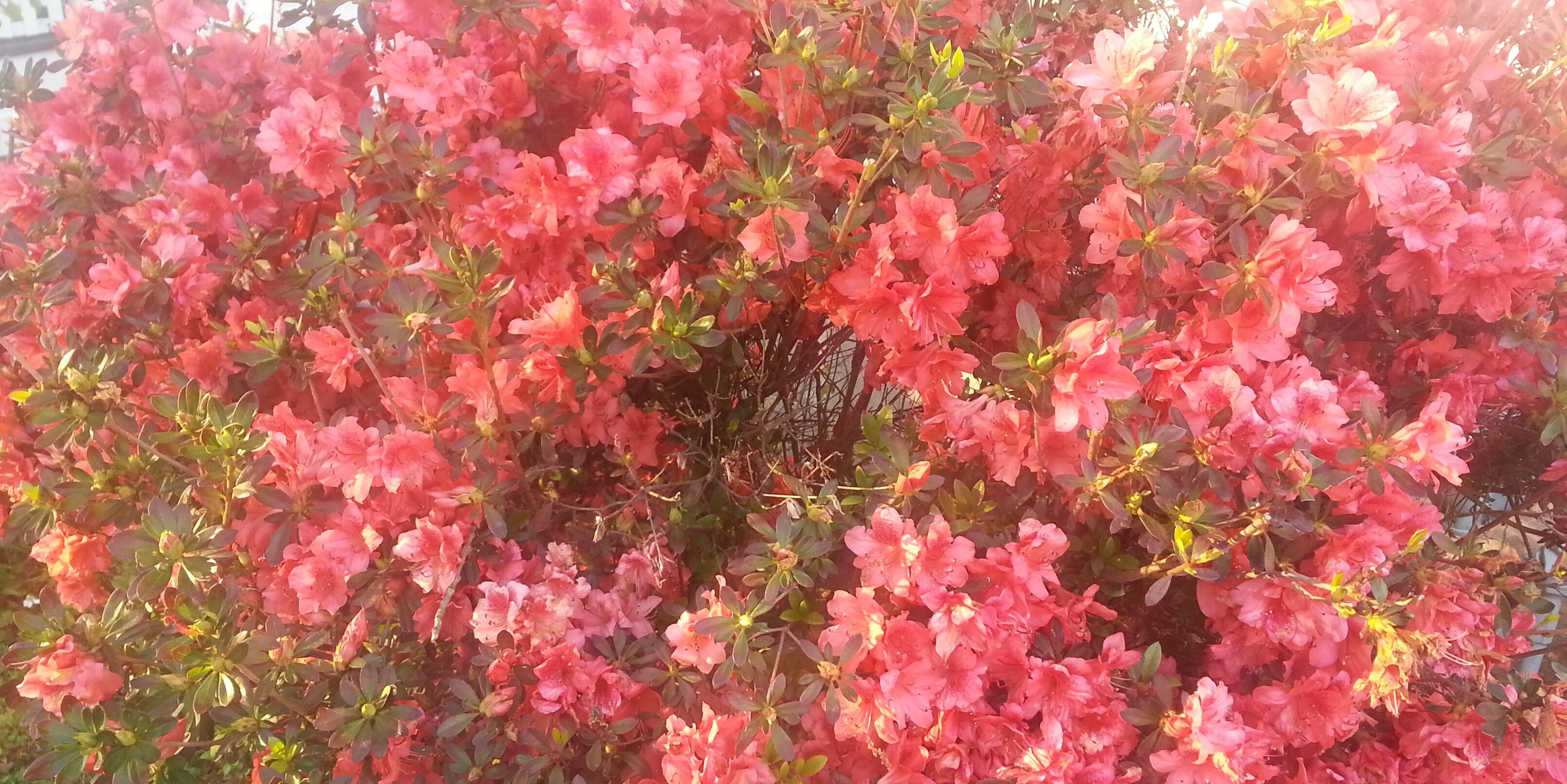 Faery Rene- Is doing stuff again banner