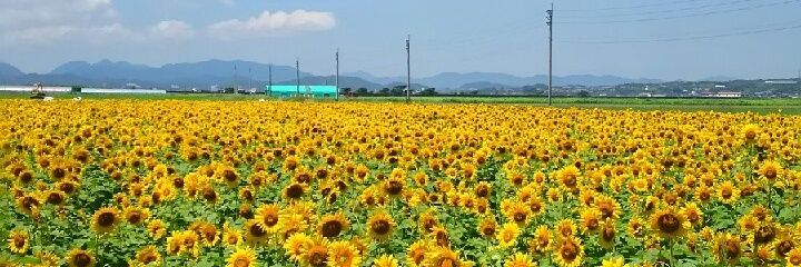 hananimaku's profile banner image