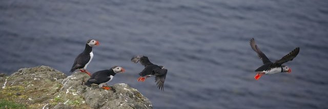 Tass at Linkcast banner