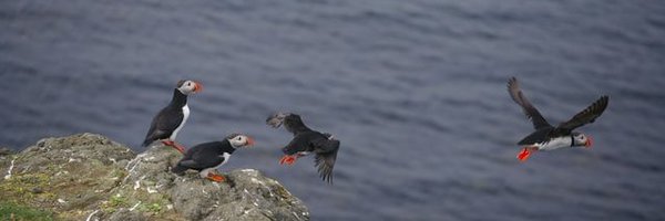 TipsBubble Profile Banner