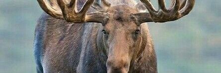 гипербоярышник 🐏🤏 banner