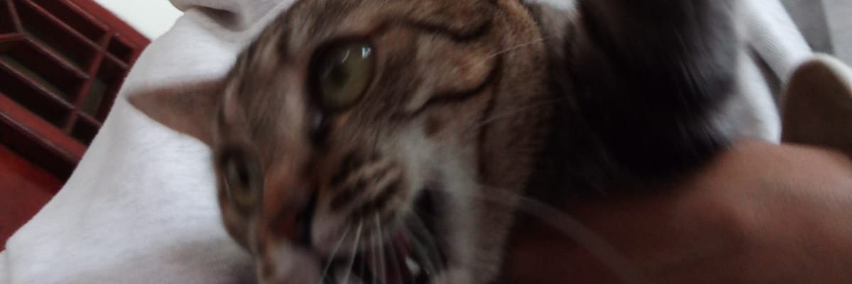 dorahenk_'s profile banner image