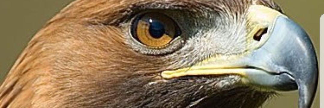 ali_wahaibi's profile banner image