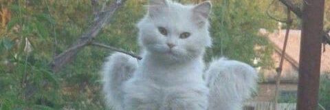 Cattchup's profile banner image