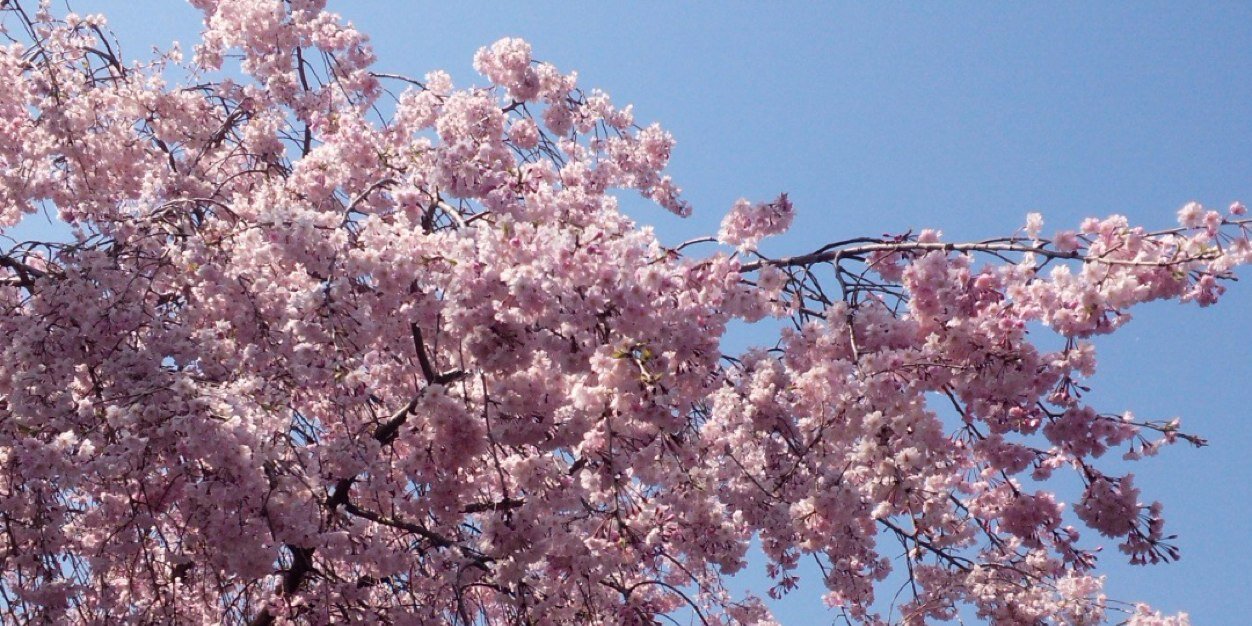 geco98's profile banner image