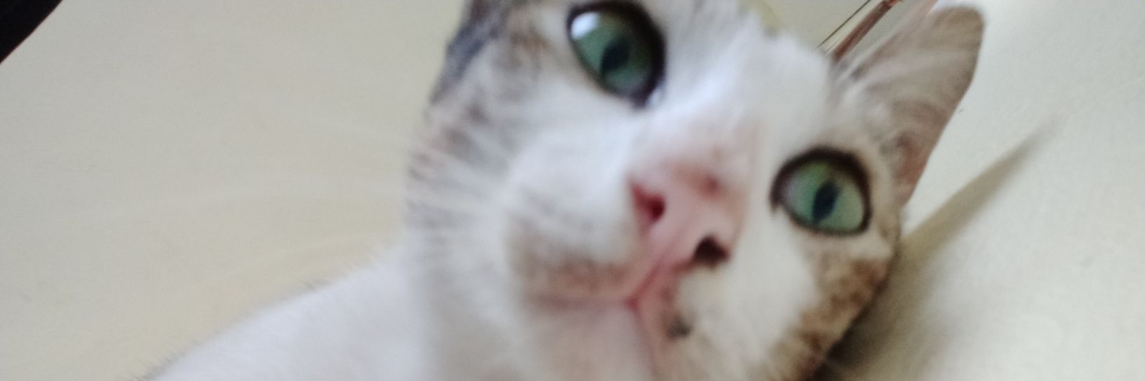 cintyampdanta's profile banner image