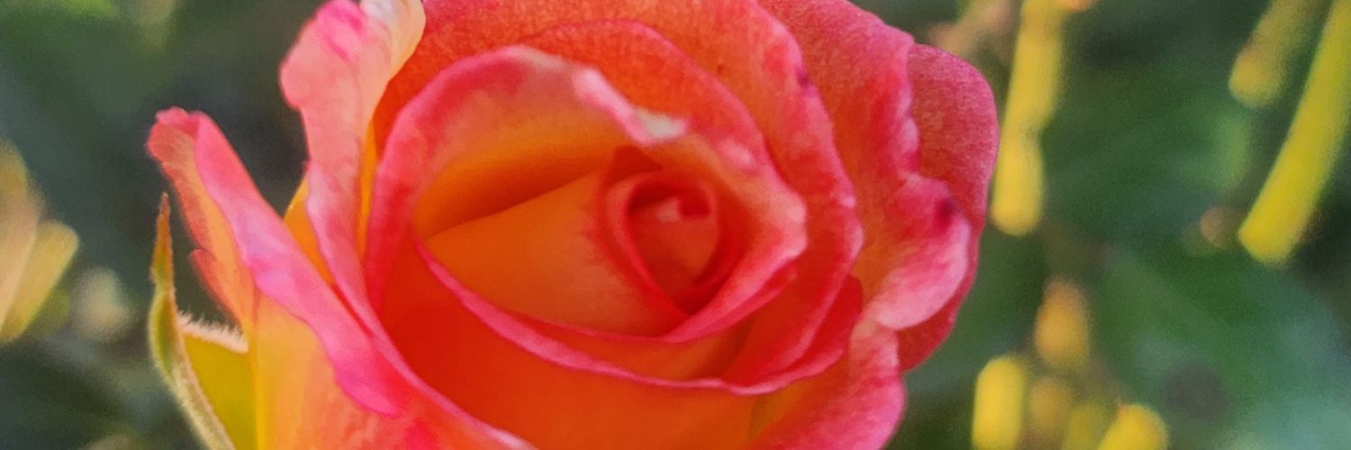 stryscribe's profile banner image