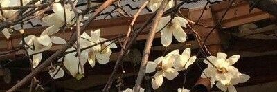 . banner