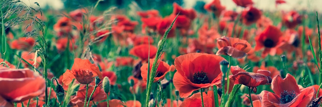 Эх, Евгеньевна banner