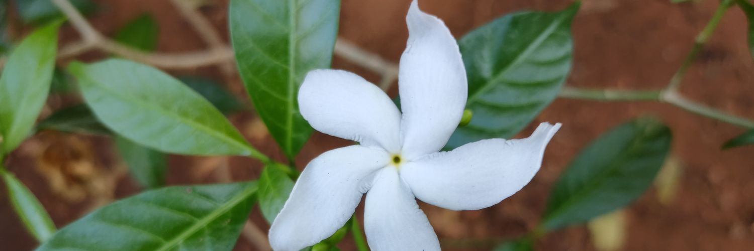 яЯяаgнаѵа🇮🇳 banner