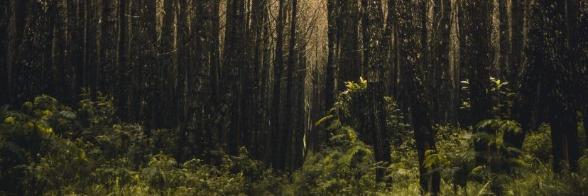 Petr Přívratský banner