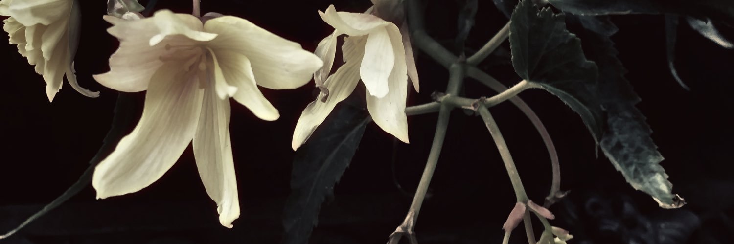 Ralyncoyote🦇Ralyn Szarr's banner