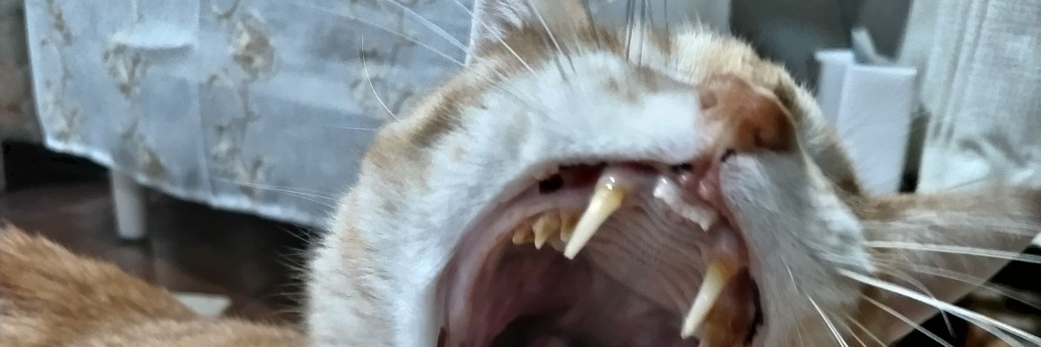 kuuukochan's profile banner image