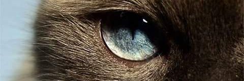 Ivanpingui's profile banner image