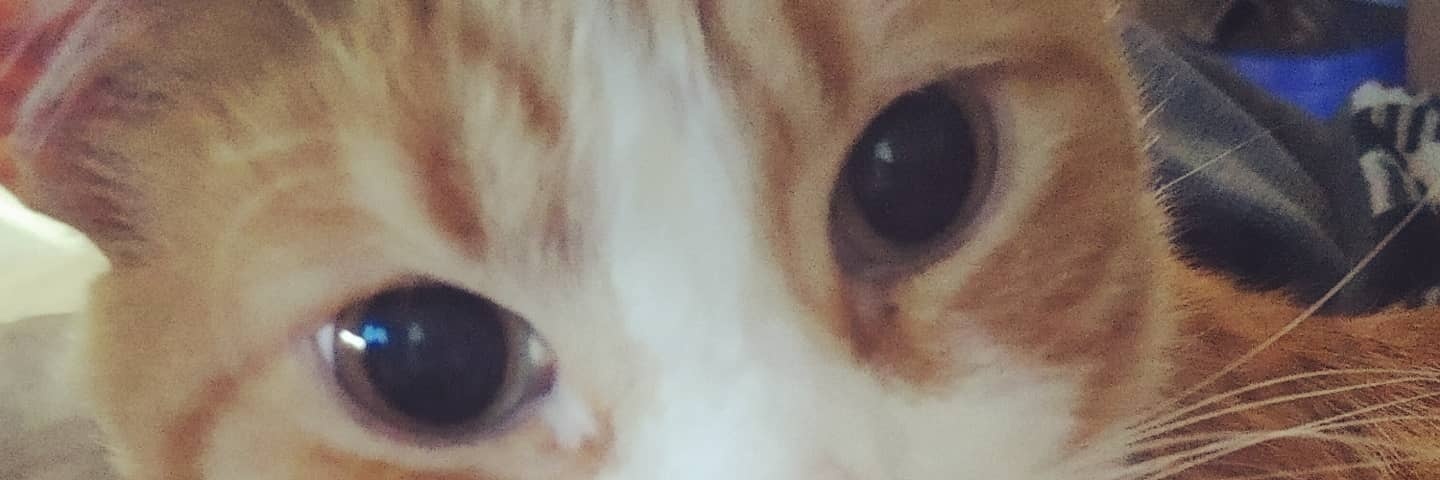 eeyore_3_'s profile banner image