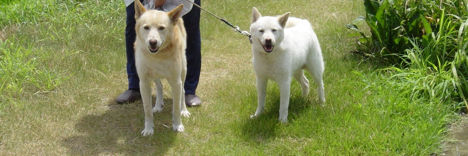 🐶しんじ🐶しのぶを永遠に愛す banner
