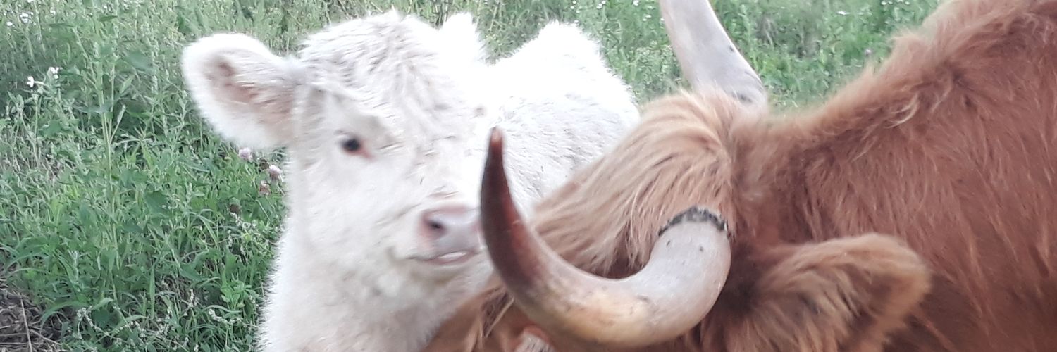 yellowleesfarm's profile banner image