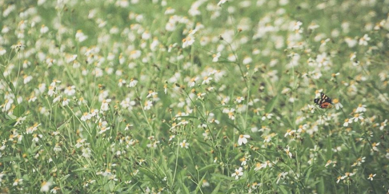 ppploy. * : )) banner
