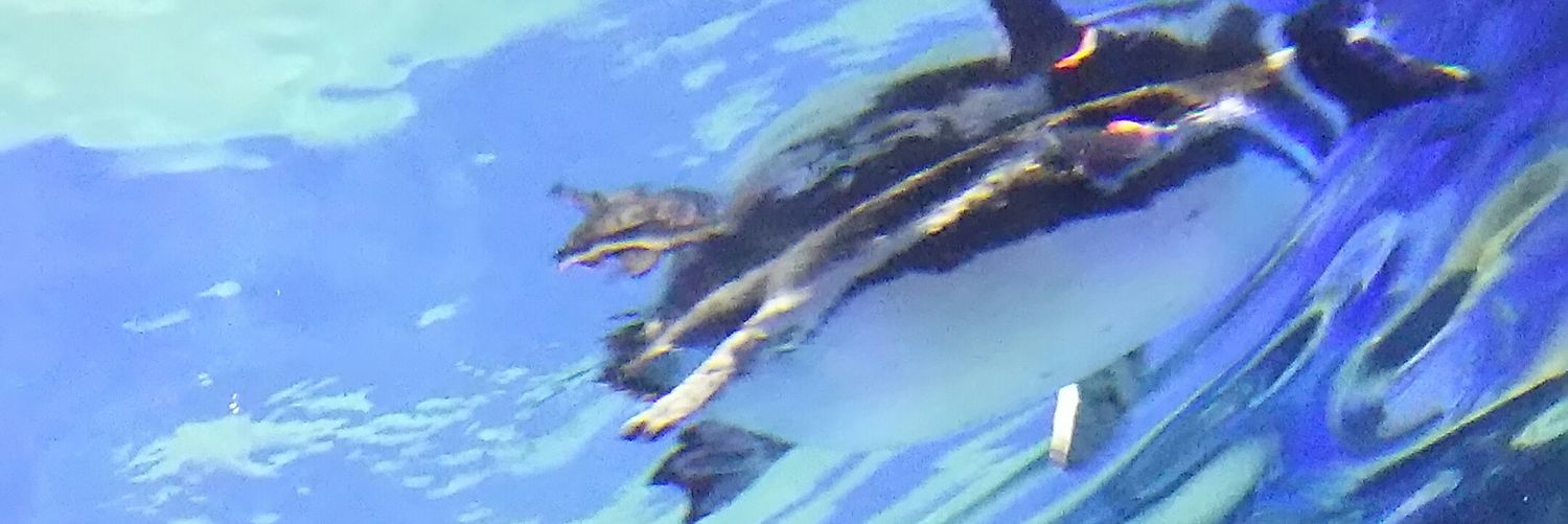 sikrut's profile banner image