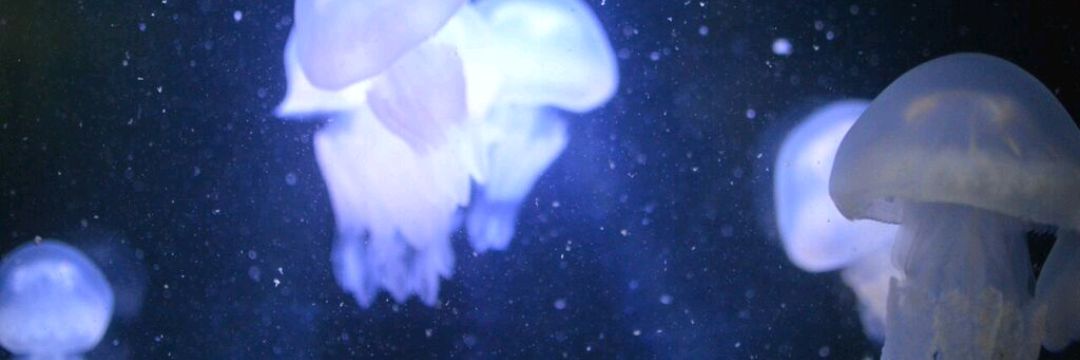 teefygrins's profile banner image