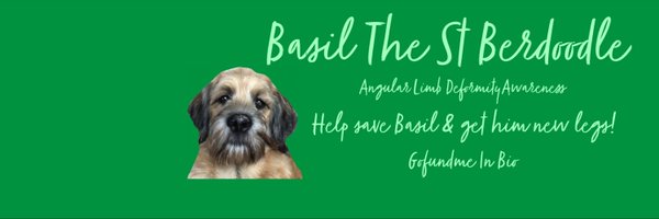 💚 B A S I L 💚The St Berdoodle Profile Banner