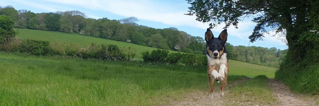 Twiglet the dog banner