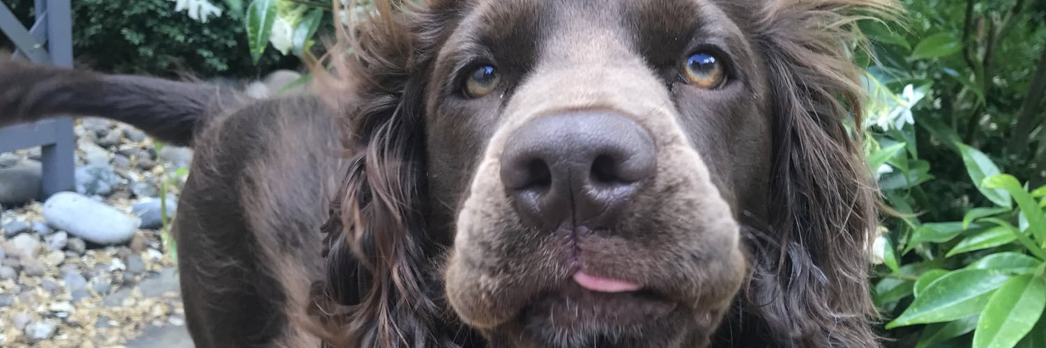 daftpupern's profile banner image
