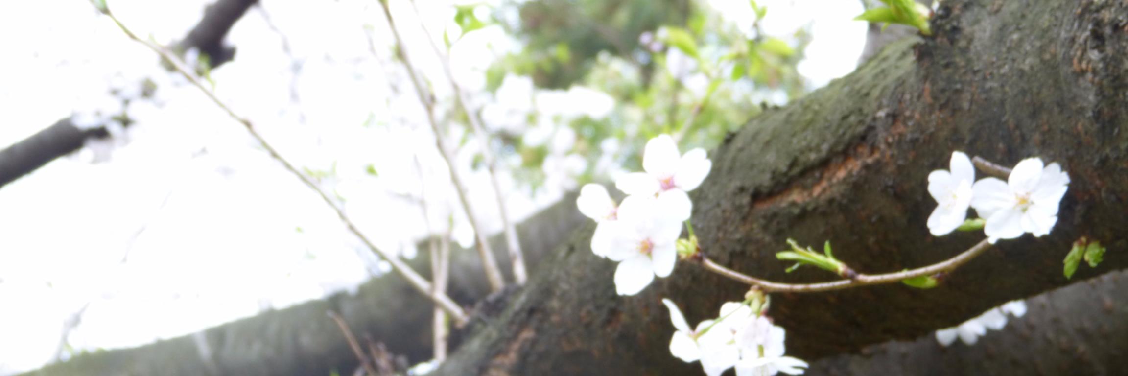 WingedLama's profile banner image
