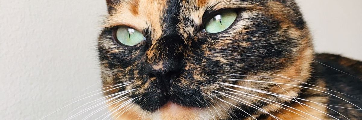 kelin_1h's profile banner image