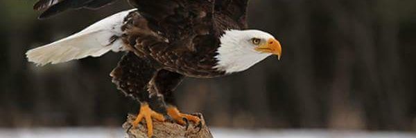 obuiper's profile banner image