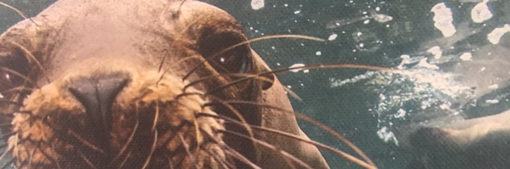 BaldaRommel's profile banner image