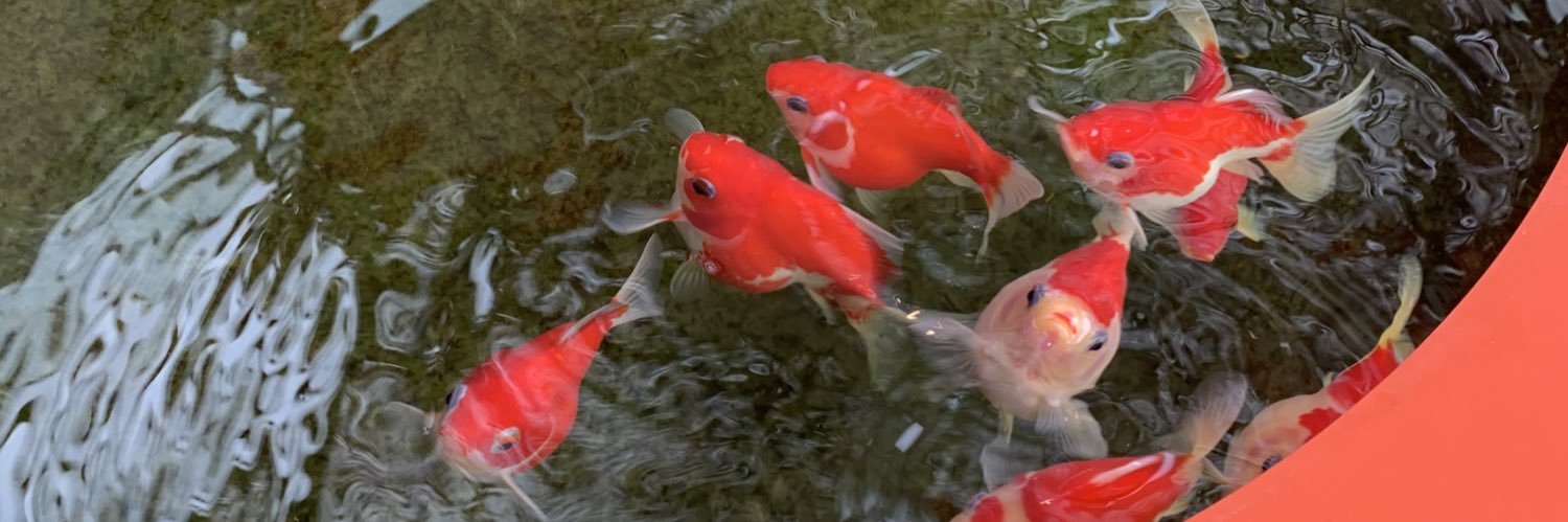 ぷちぷちちょこ banner